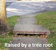 raised by root